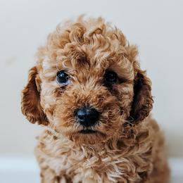 Lucy - Red  female Poodle puppy in Benton, Illinois from J & J Miniature Poodles