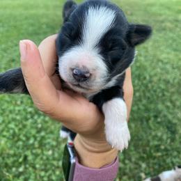 Neapolitan - Black tri male Miniature Australian Shepherd puppy in Sonora, California from Quarle Ranch Mini Aussies
