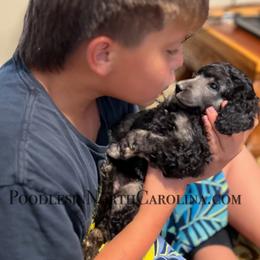 Poodle Puppies from Grace Poodles
