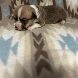 Baba - Red male Pembroke Welsh Corgi puppy in Maupin, Oregon from Bailey Nannini