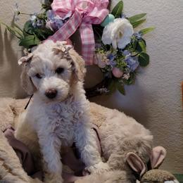Vicountess Kensley Caramela Pupperton - Parti female Poodle puppy in Midlothian, Texas from Pristine Puppies & Signature Studs