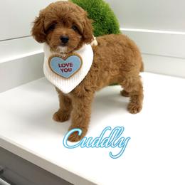 Cuddly - Red  male Goldendoodle puppy in Buford, Georgia from Petite Posh Puppies