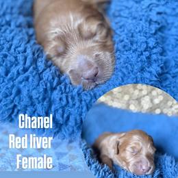Chanel - Red  female Goldendoodle puppy in Pine Grove, California from Lundee Doodles