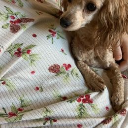 Happy - Poodle