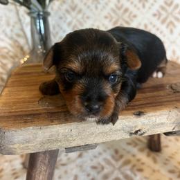 Chip - Black and tan male Yorkshire Terrier puppy in Calhoun, Georgia from Peach State Yorkies