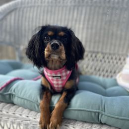 Millie - Cavalier King Charles Spaniel