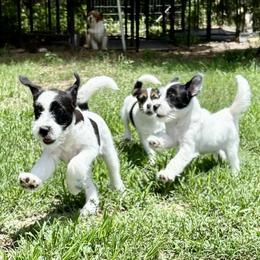 Russell Terrier puppies from Karson Russell Terriers & Mystic DK Australian Cattle Dogs