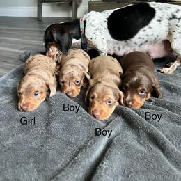 Dachshund Puppies from Larsh L❤️VE Miniature Dachshunds