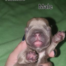 Boy 2 - Blue fawn French Bulldog puppy in Florida from Faucheux's Finest Frenchie's