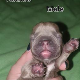 Boy 2 - Blue fawn French Bulldog puppy in Florida from Faucheux's Finest Frenchie's