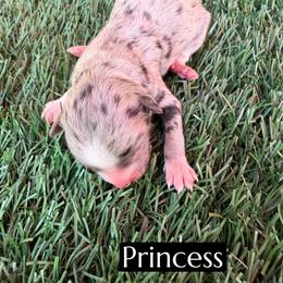 Princess - Blue merle female Aussiedoodle puppy in Bakersfield, California from Annie's Aussies