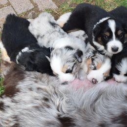 Australian Shepherd Puppies from Glacier Aussies