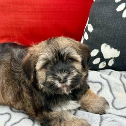 Aaron - Silver sable male Havanese puppy in Wappapello, Missouri from Titanium Havanese LLC