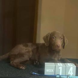 Sapphire - Brown female Chesapeake Bay Retriever puppy in Wisconsin Dells, Wisconsin from Kilbourn Chesapeakes