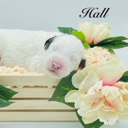 Male #2 - Merle male Sheepadoodle puppy in Pataskala And Thornville, Ohio from Four Front Doodles - Pataskala