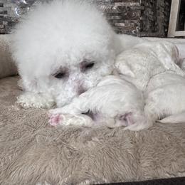 Rosie - Bichon Frise