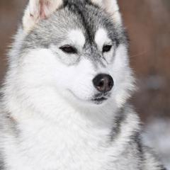 Tempo - Gray and white male Siberian Husky puppy in Williamstown, Massachusetts from Gallipoli Pine Siberians