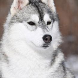 Tempo - Gray and white male Siberian Husky puppy in Williamstown, Massachusetts from Gallipoli Pine Siberians