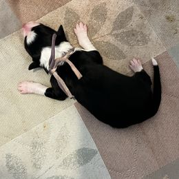 Female 2 - Tri-color female Border Collie puppy in Shell Knob, Missouri from Stoneridge Kennel