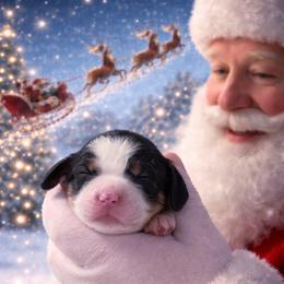 Cindy - Black white and tan female English Springer Spaniel puppy in Florida from Thunderbird Springers