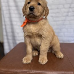 Orange collar male- golden retriever - Dark golden male Golden Retriever puppy in Piedmont, South Carolina from The Farm at Saluda Ridge