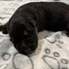 Cody - Black and tan male German Shepherd puppy in Las Vegas, Nevada from Clever Boots Kennel