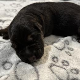 Cody - Black and tan male German Shepherd puppy in Las Vegas, Nevada from Clever Boots Kennel