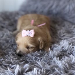 Sally - Cream female Maltipoo puppy in Springtown, Texas from North Texas Puppies