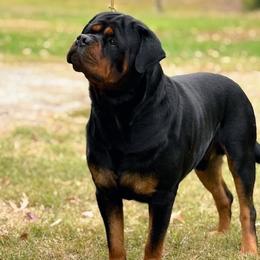 Bro - Rottweiler