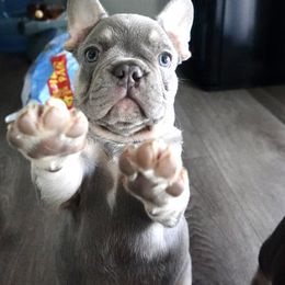 French Bulldog Puppies from Vine View Frenchies