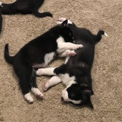 Sporty Mixes from Jennifer's Pups