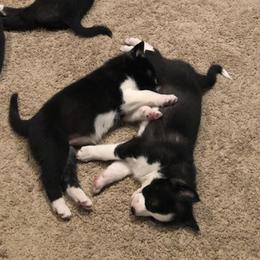 Sporty Mixes from Jennifer's Pups