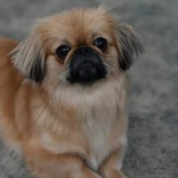 Pekingese from Megan Day
