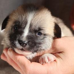 Daffodil - Sable female Pembroke Welsh Corgi puppy in Morgantown, Pennsylvania from Goldstar Puppies (License Number 18519)