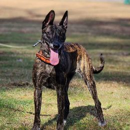 Belgian Malinois and Dutch Shepherds from E&H Working dogs