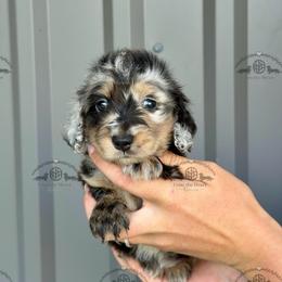 Dk. Purple-5200 - Dapple female Dachshund puppy in Ocala/Gainesville, Florida from From the Heart Doxies
