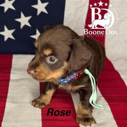 Rose - Chocolate and cream female Dachshund puppy in Lexington, Oklahoma from BooneDox Miniature Dachshunds