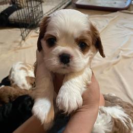 John - Blenheim male Cavalier King Charles Spaniel puppy in Phoenix, Arizona from Larisa's Cavaliers