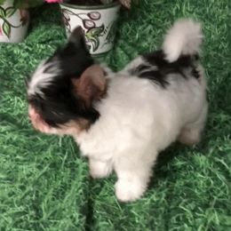 Biewer Terrier Puppies from Butterfly Biewers