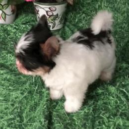 Biewer Terrier Puppies from Butterfly Biewers