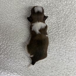 Hank - Liver and white male Shih Tzu puppy in Columbia, Kentucky from Lisa Bandy Shih Tzu