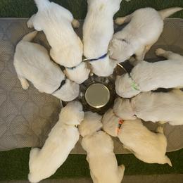 Golden Retrievers from Abbie Stecker