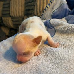 Rourk - Gold and white male Chihuahua puppy in Red Bluff, California from Aye Chihuahua