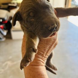Girl 1 - Fawn female Great Dane puppy in Devine, Texas from Texas Devine Danes & Aussies