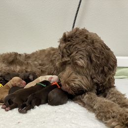 Australian Labradoodle Puppies from Salona Australian Labradoodles