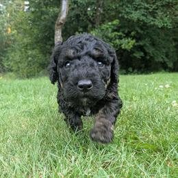 Jägermeister - Black phantom male Aussiedoodle puppy in Yacolt, Washington from Aussiedoodles by Maggie