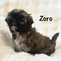 AKC Zoro - Red male Shih Tzu puppy in Greenville, South Carolina from Babyface Shih Tzu