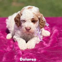 Dolores - Parti female Goldendoodle puppy in Estesburg, Kentucky from Wet Goldendoodle Kisses