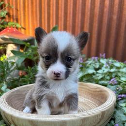Aayla Secure - Red female Pembroke Welsh Corgi puppy in Olathe, Colorado from Rocking LJ Breeding