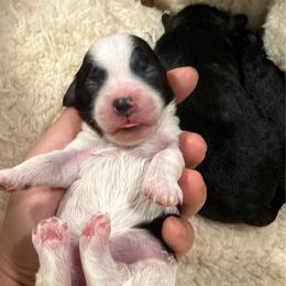 Boy 1 - White male Havapoo puppy in Spokane, Washington from Havaluv Puppies